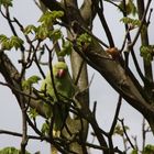 Papagei im Schlosspark Bieberich