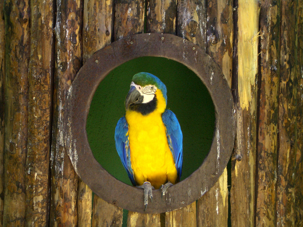 Papagei im Tierpark