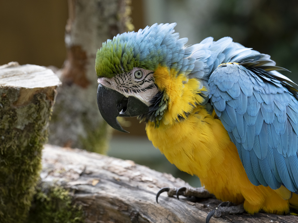 Papagei im Tierpark Herborn