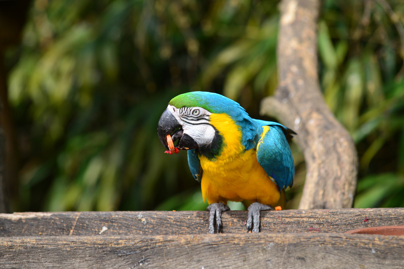 Papagei im Tierpark Ströhen