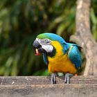 Papagei im Tierpark Ströhen