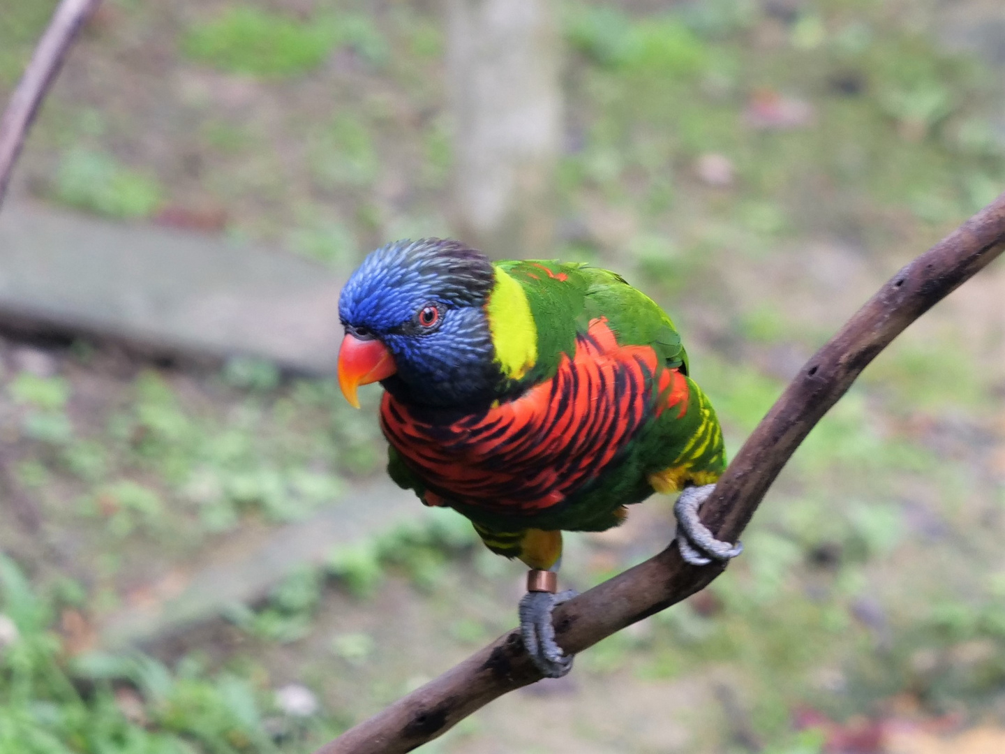 Papagei im Vogelpark