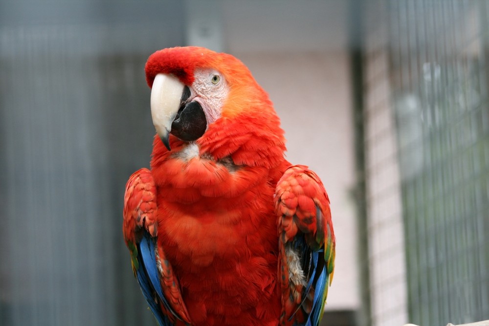 Papagei im Vogelpark