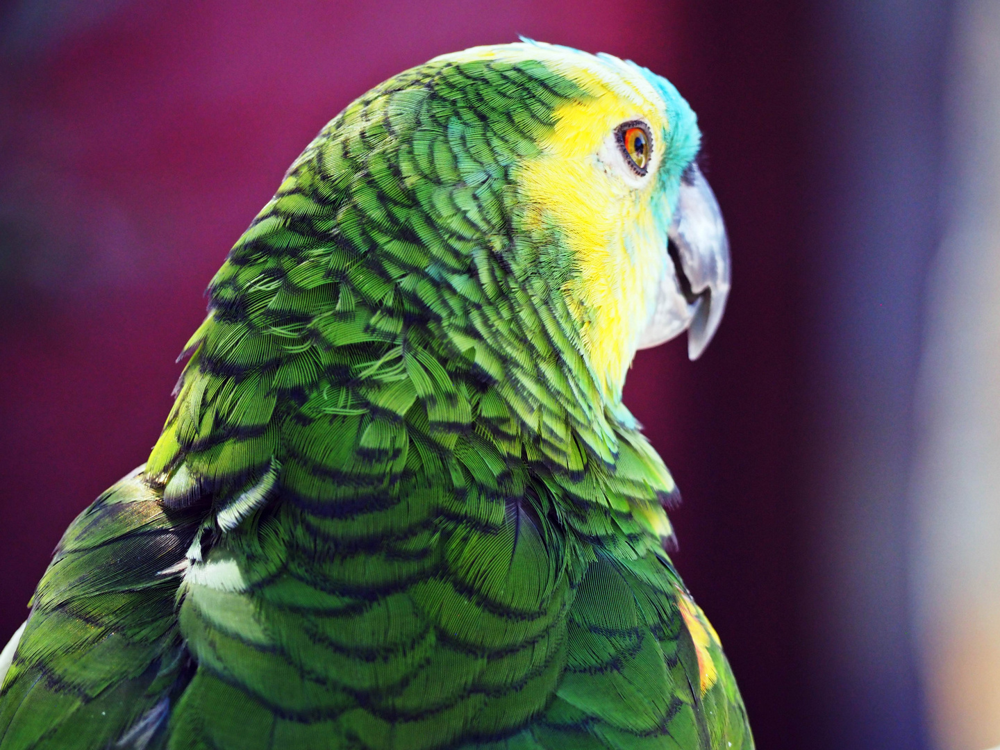 Papagei im Vogelpark Heiligenkirchen