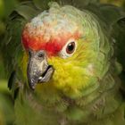 Papagei im Vogelpark Heiligenkirchen, Detmold