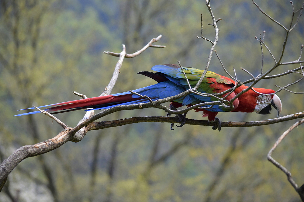 Papagei im Vogelpark Herborn Uckersdorf