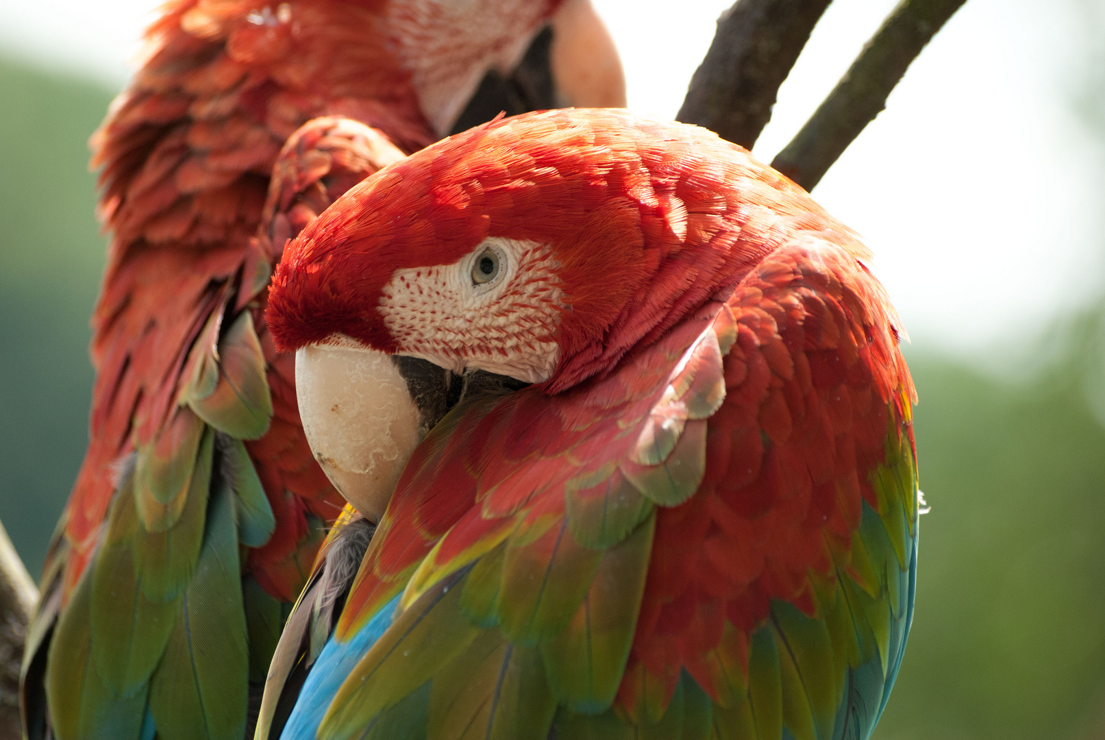 Papagei im Vogelpark Uckersdorf