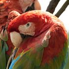 Papagei im Vogelpark Uckersdorf