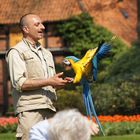 Papagei im Vogelpark Walsrode