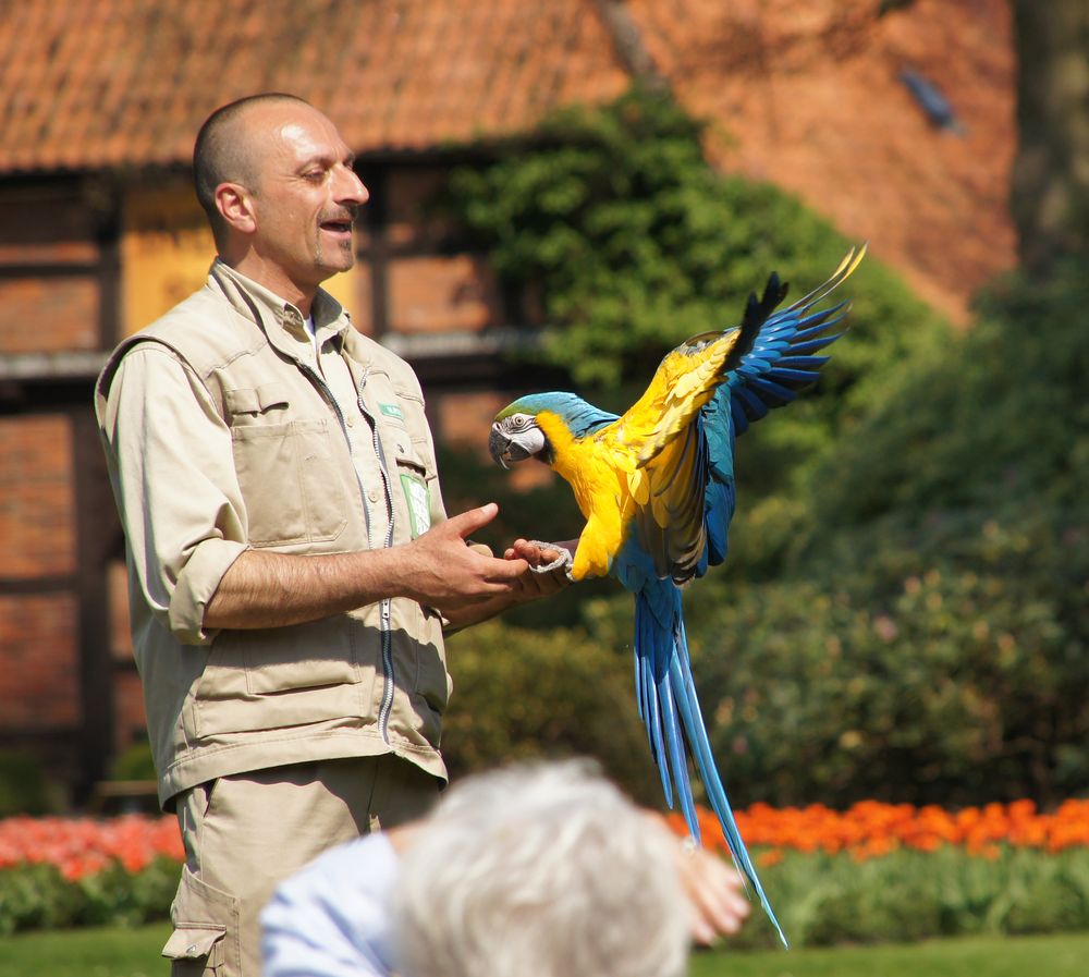 Papagei im Vogelpark Walsrode