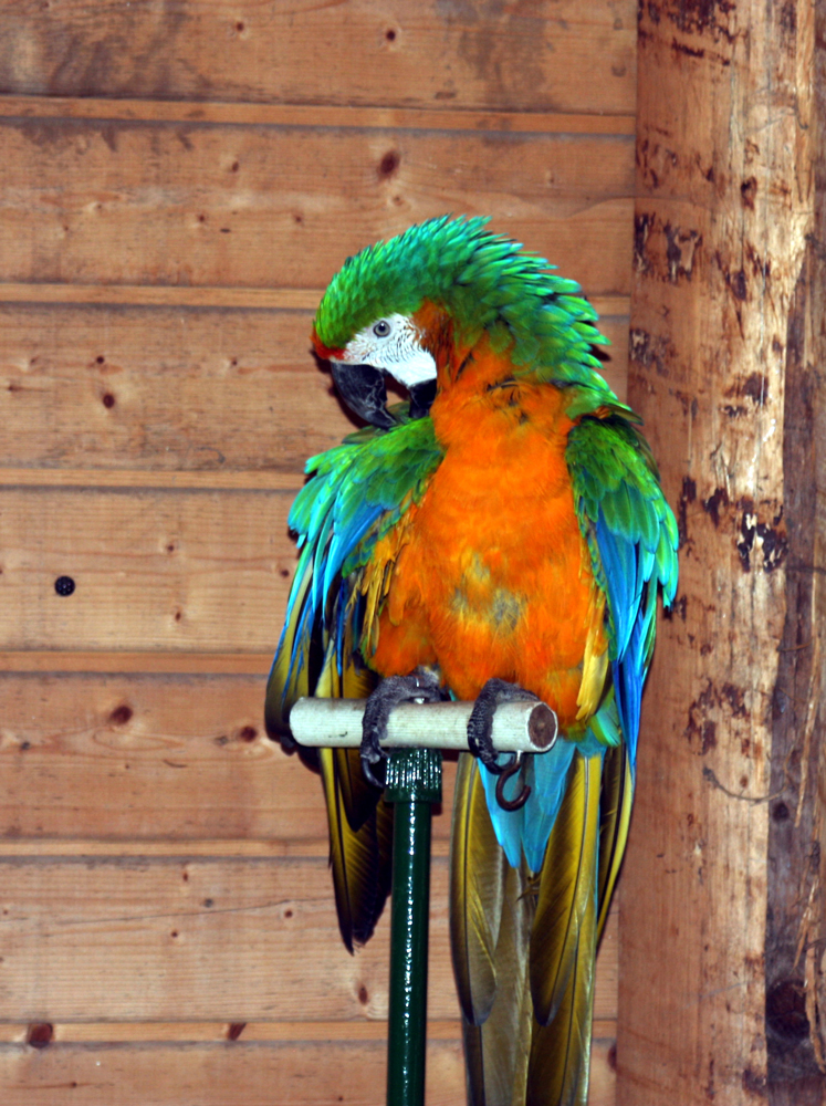 Papagei im Wildgehege Hellenthal