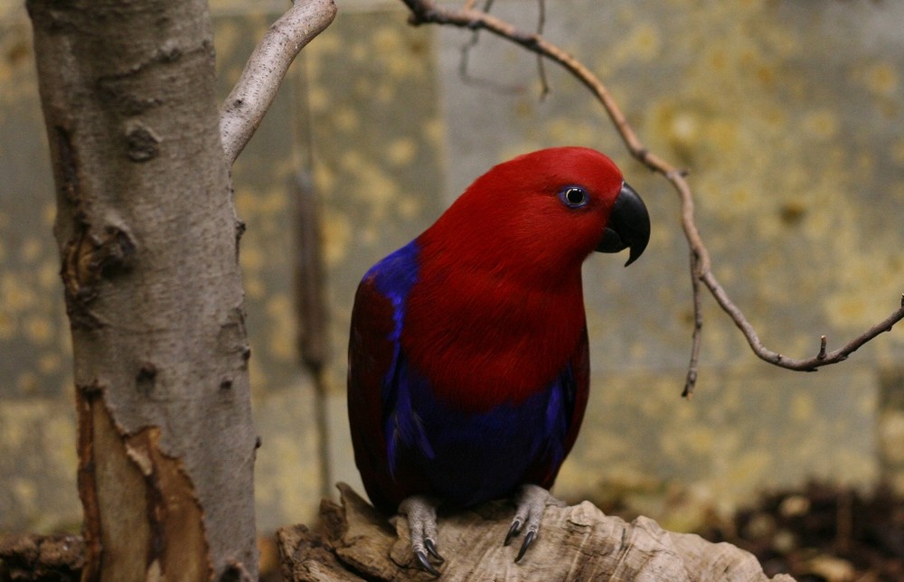 Papagei im Wuppertaler Zoo