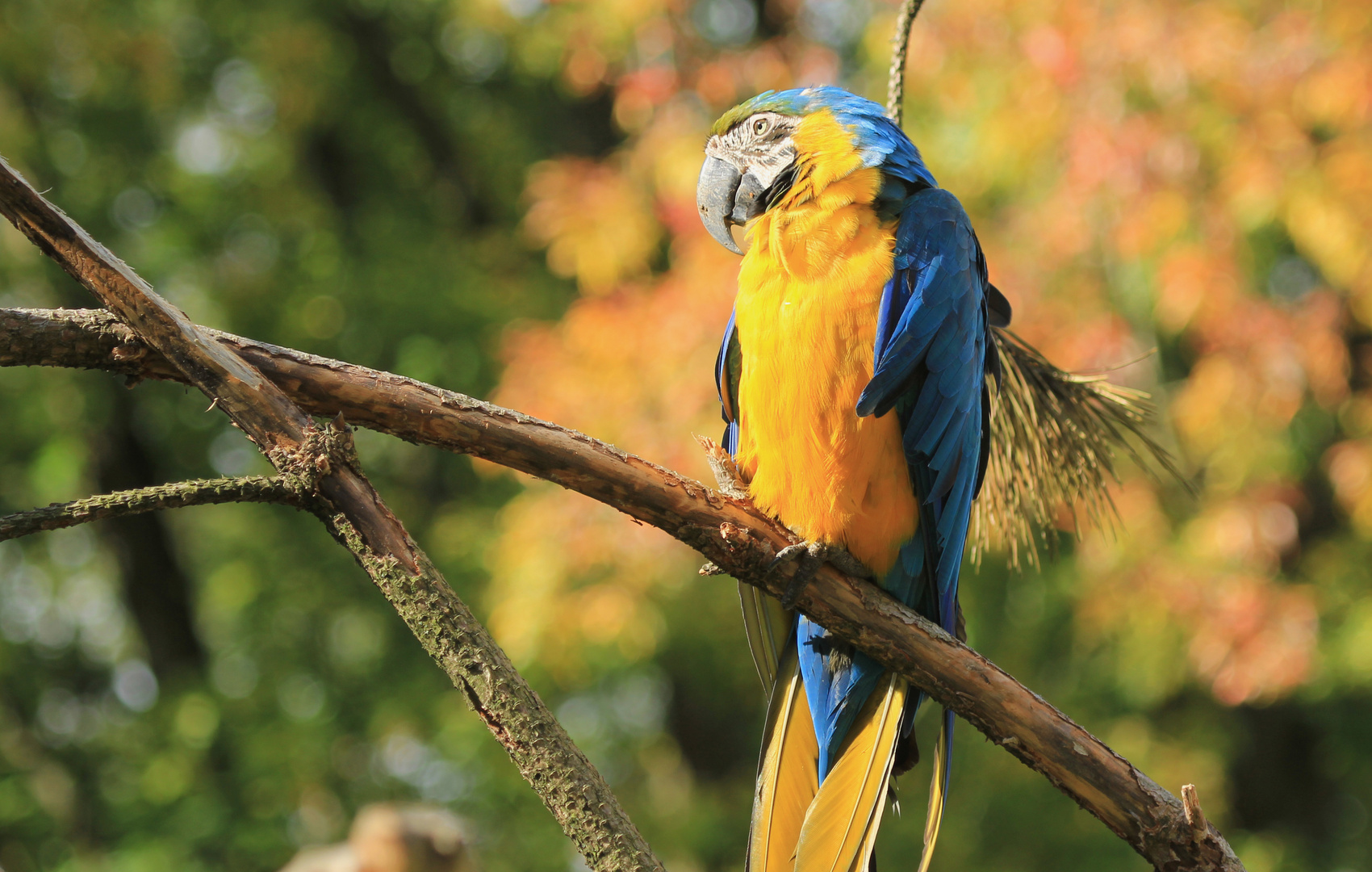 Papagei im Zoo Schmiding