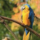 Papagei im Zoo Schmiding