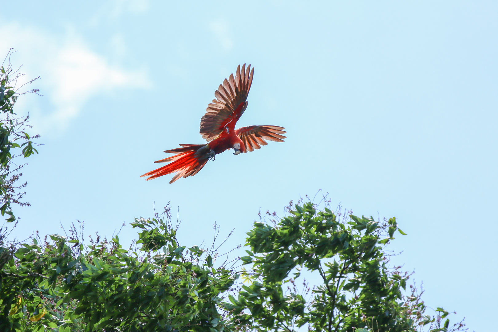 Papagei in Anflug 