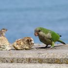 Papagei in Cadiz auf einer Hafenmauer