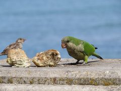 Papagei in Cadiz auf einer Hafenmauer