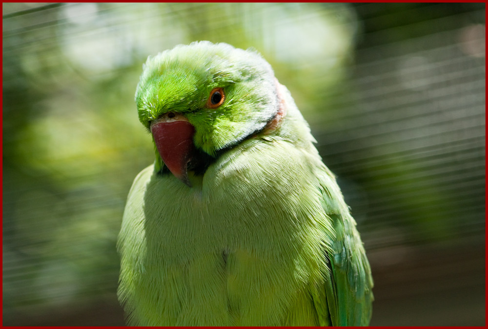 Papagei in grün - rot Foto &amp; Bild | tiere, wildlife, wild lebende vögel ...