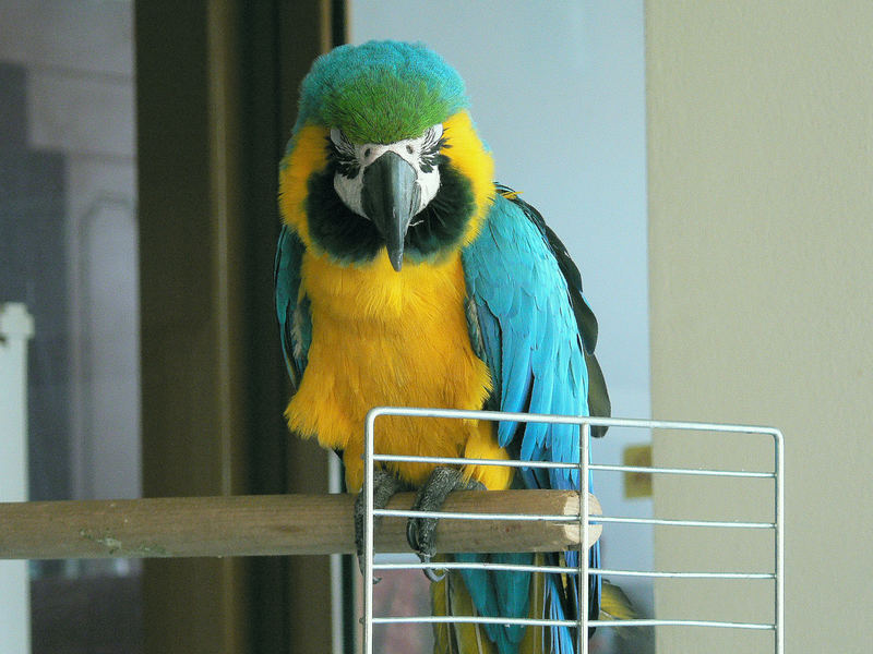 Papagei in Kreta