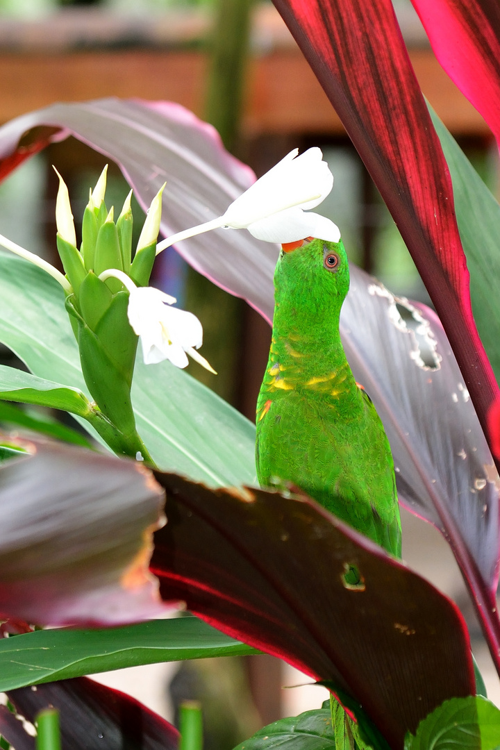 Papagei in Kuranda