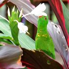 Papagei in Kuranda