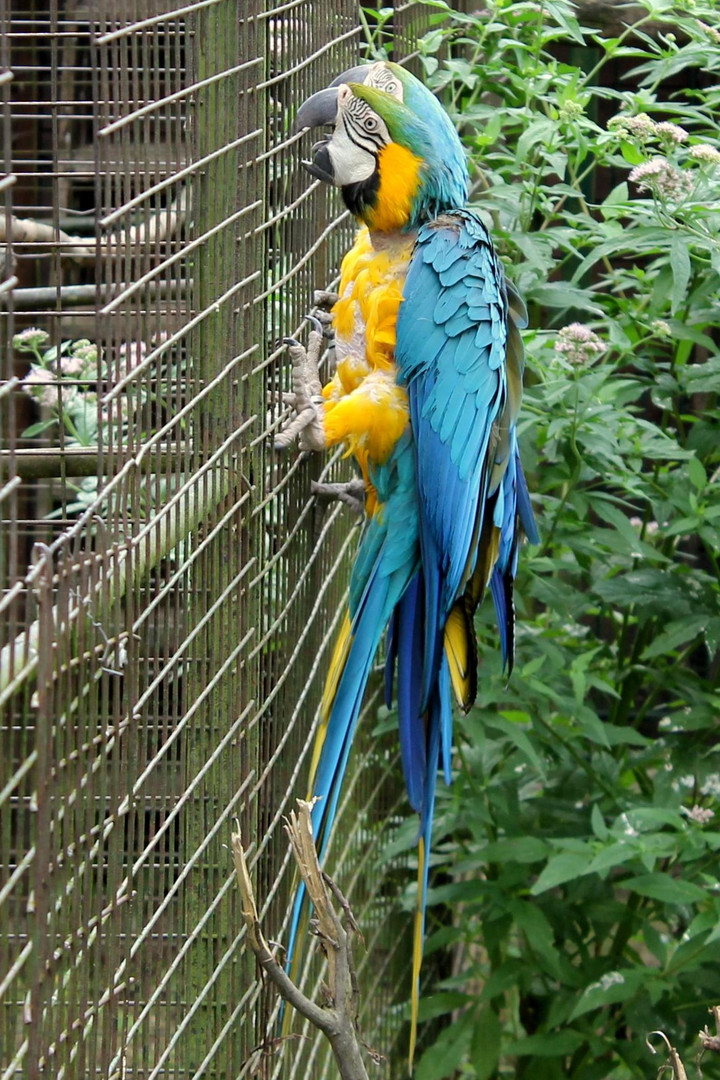 Papagei mit zwei Köpfen klettert