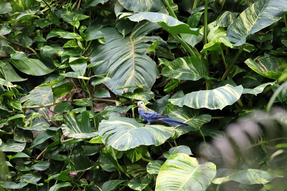 Papagei oder Sittich in der Biosphäre Potsdam 