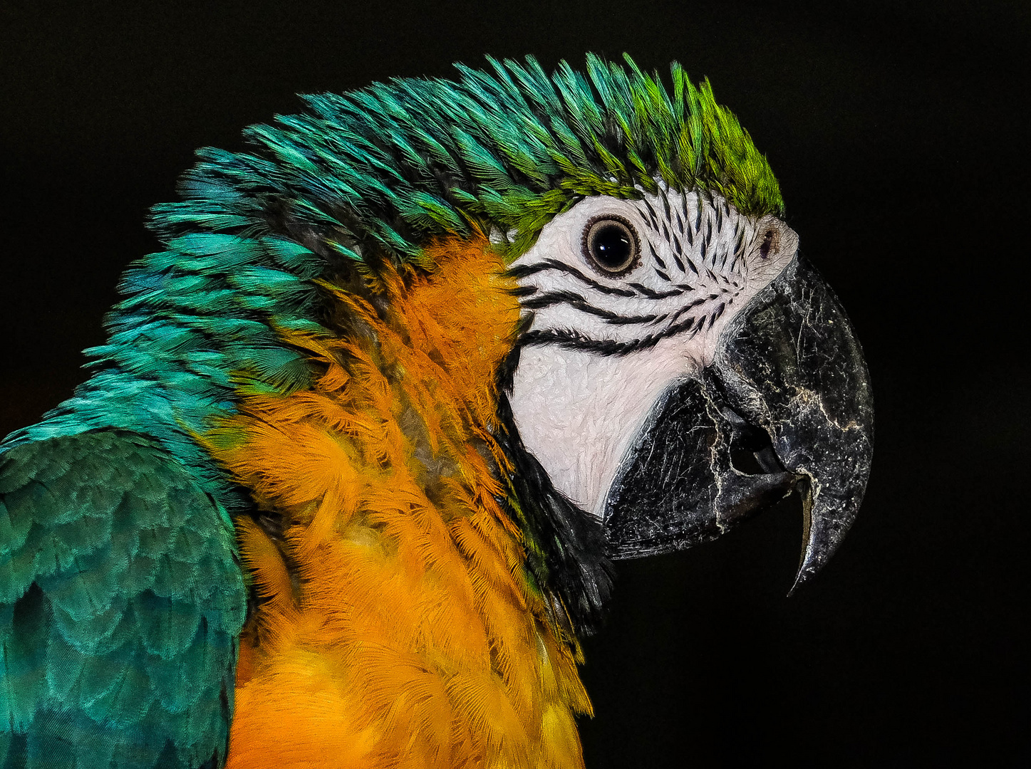 Papagei-Portrait Foto & Bild | deutschland, europe, rheinland-pfalz