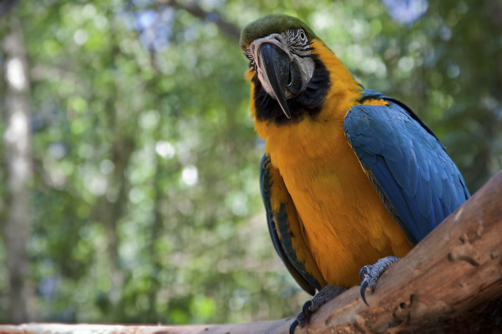 Papagei Portrait