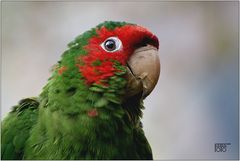 Papagei -Portrait-