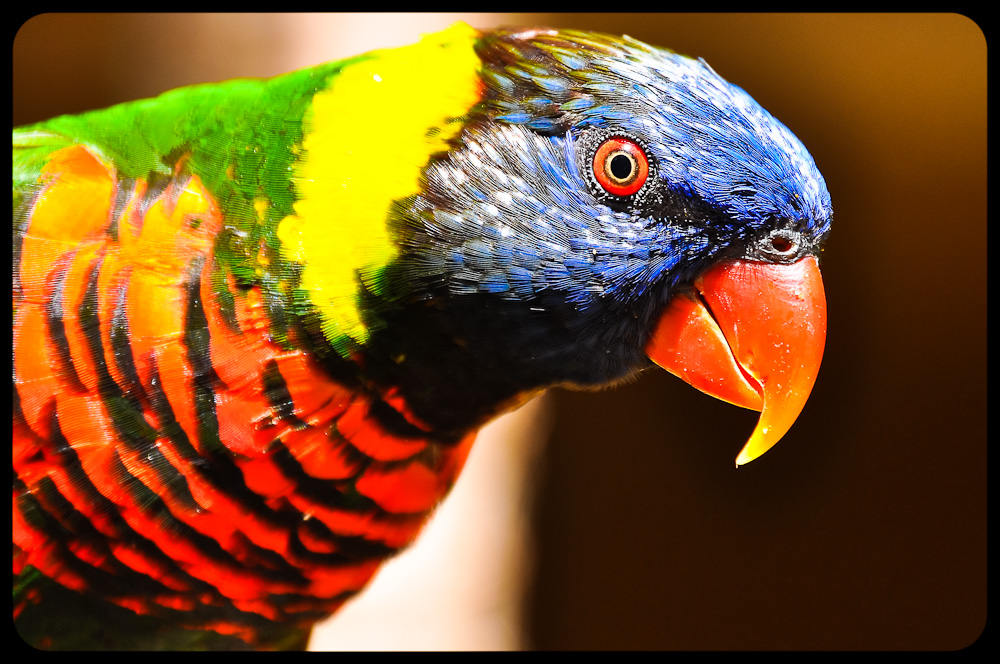 Papagei-Portrait auf Gran Canaria