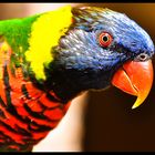 Papagei-Portrait auf Gran Canaria