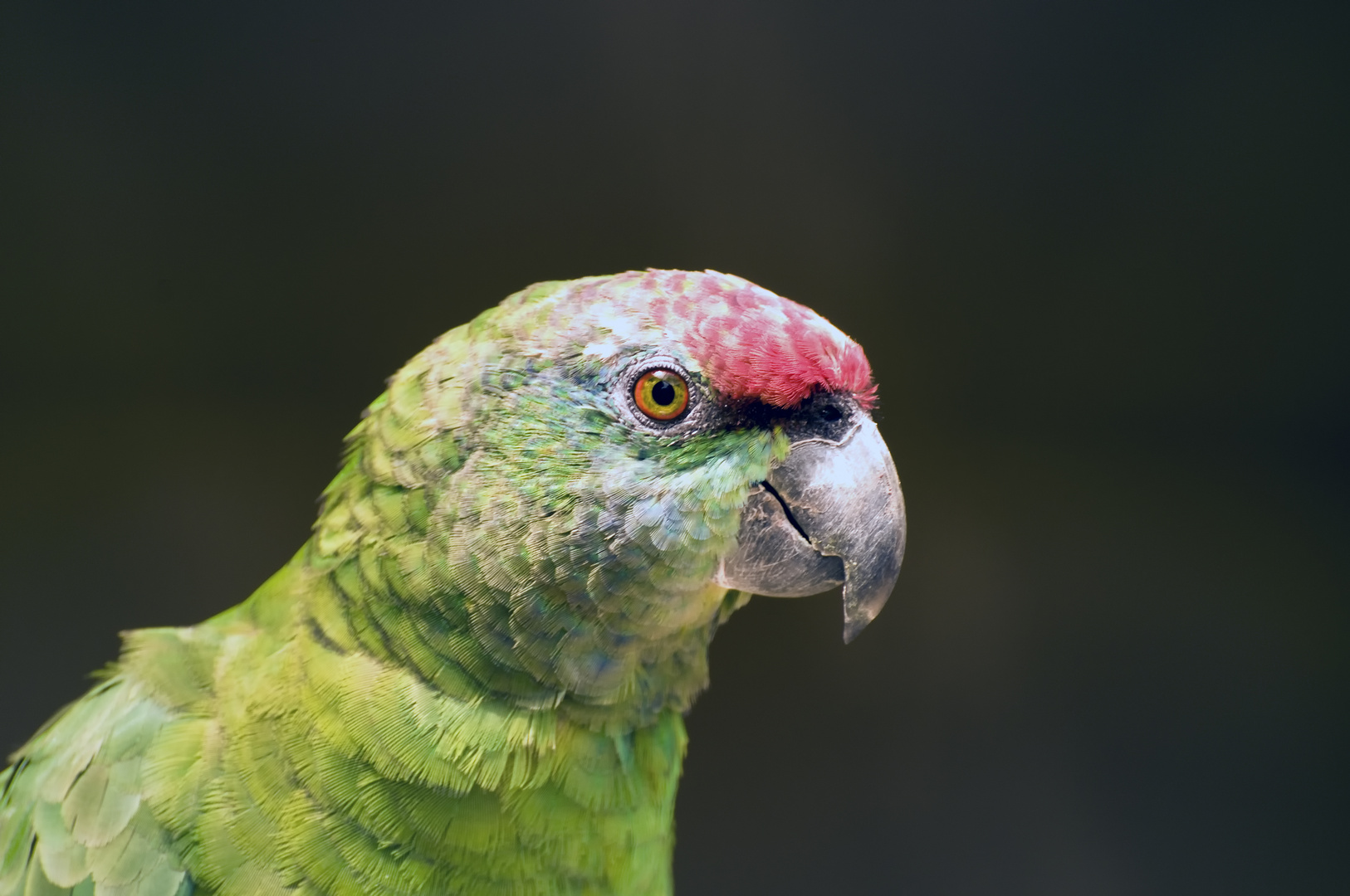 Papagei Portrait