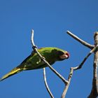 Papagei, Regenwald, Costa Rica