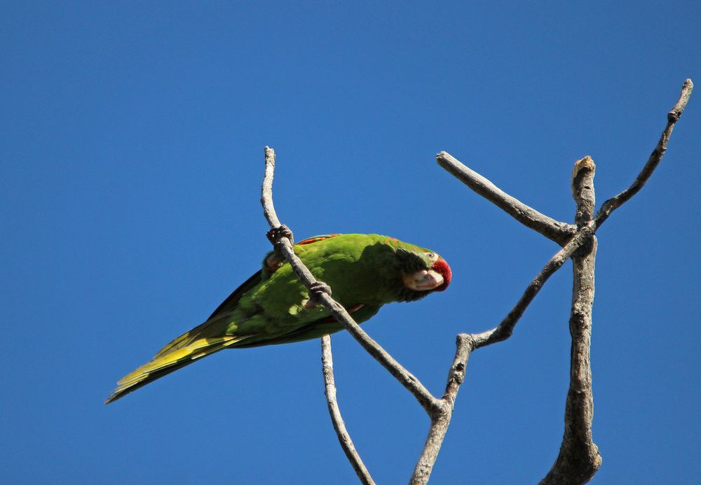 Papagei, Regenwald, Costa Rica