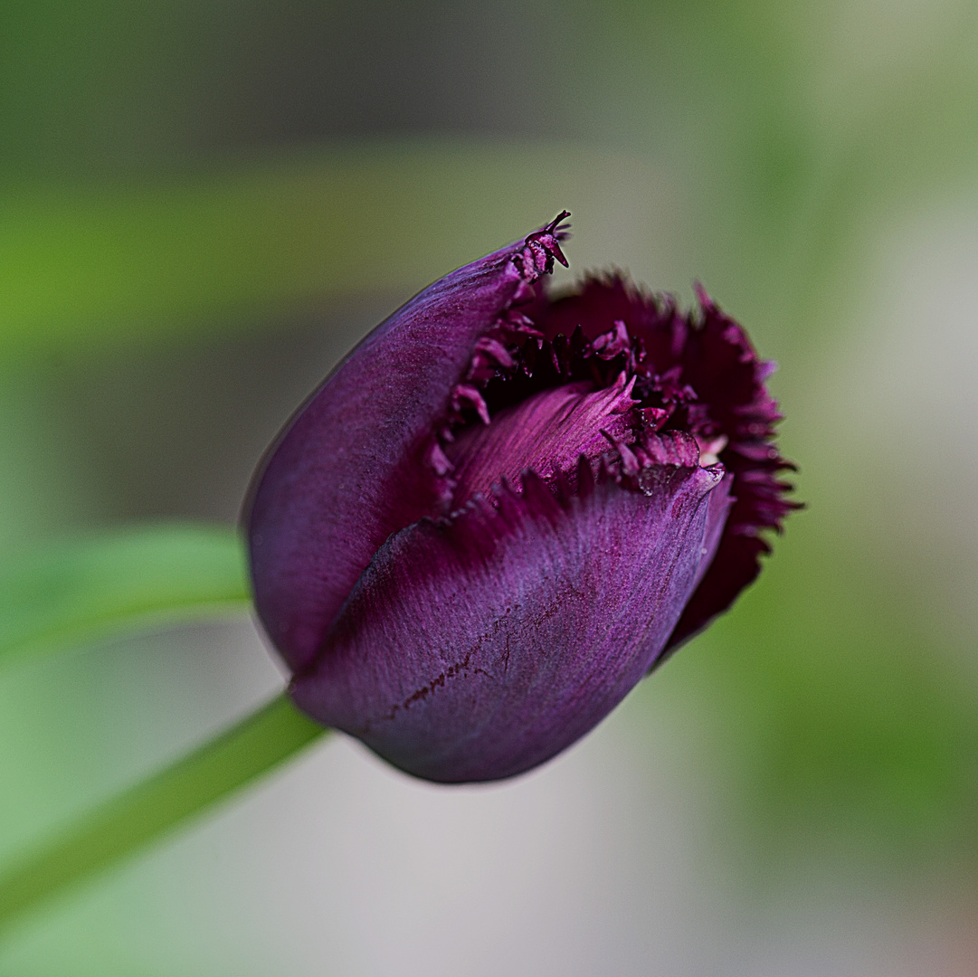 Papagei Tulpe