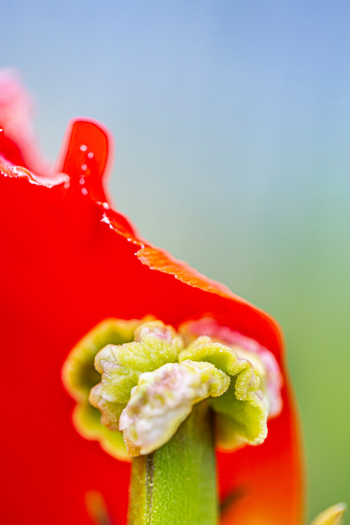 Papagei-Tulpe in Blütenpracht