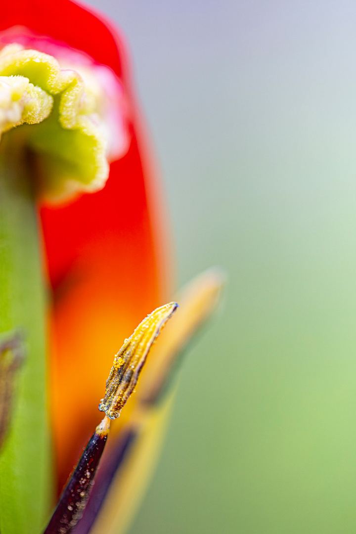 Papagei-Tulpe in Blütenpracht