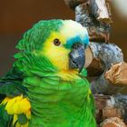 Papagei "Venezuela Amazone"