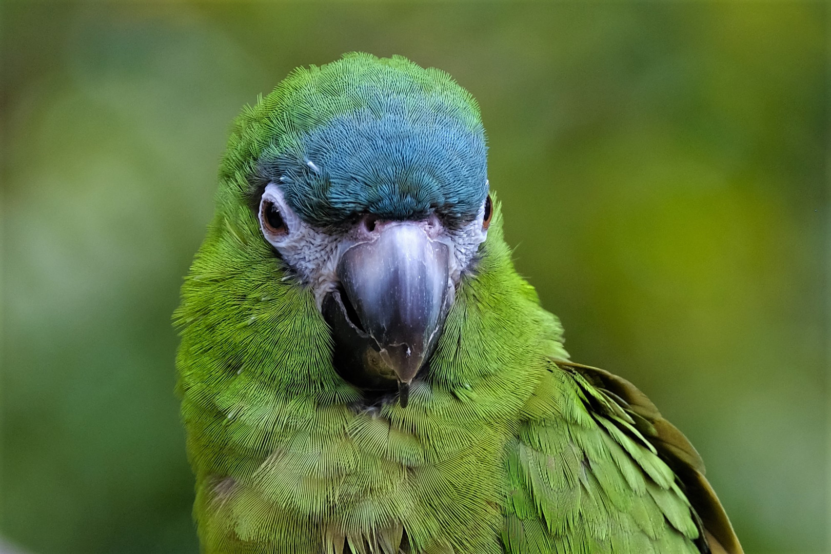 Papagei - was für ein Federkleid