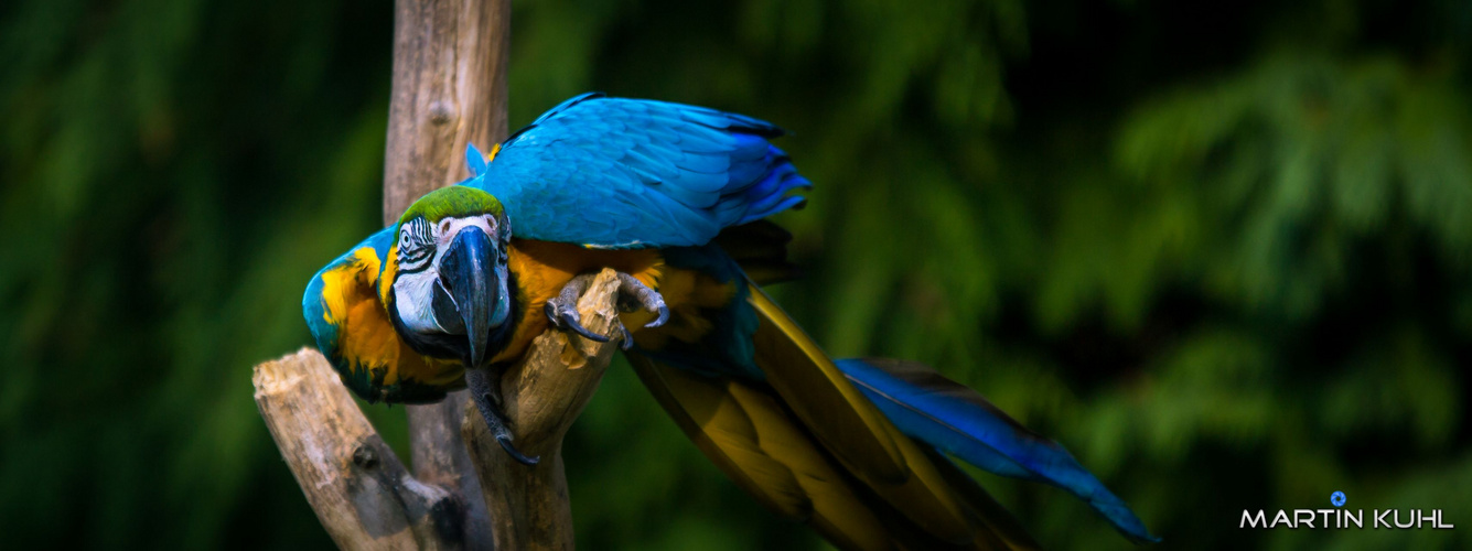 Papagei Zoo Wuppertal