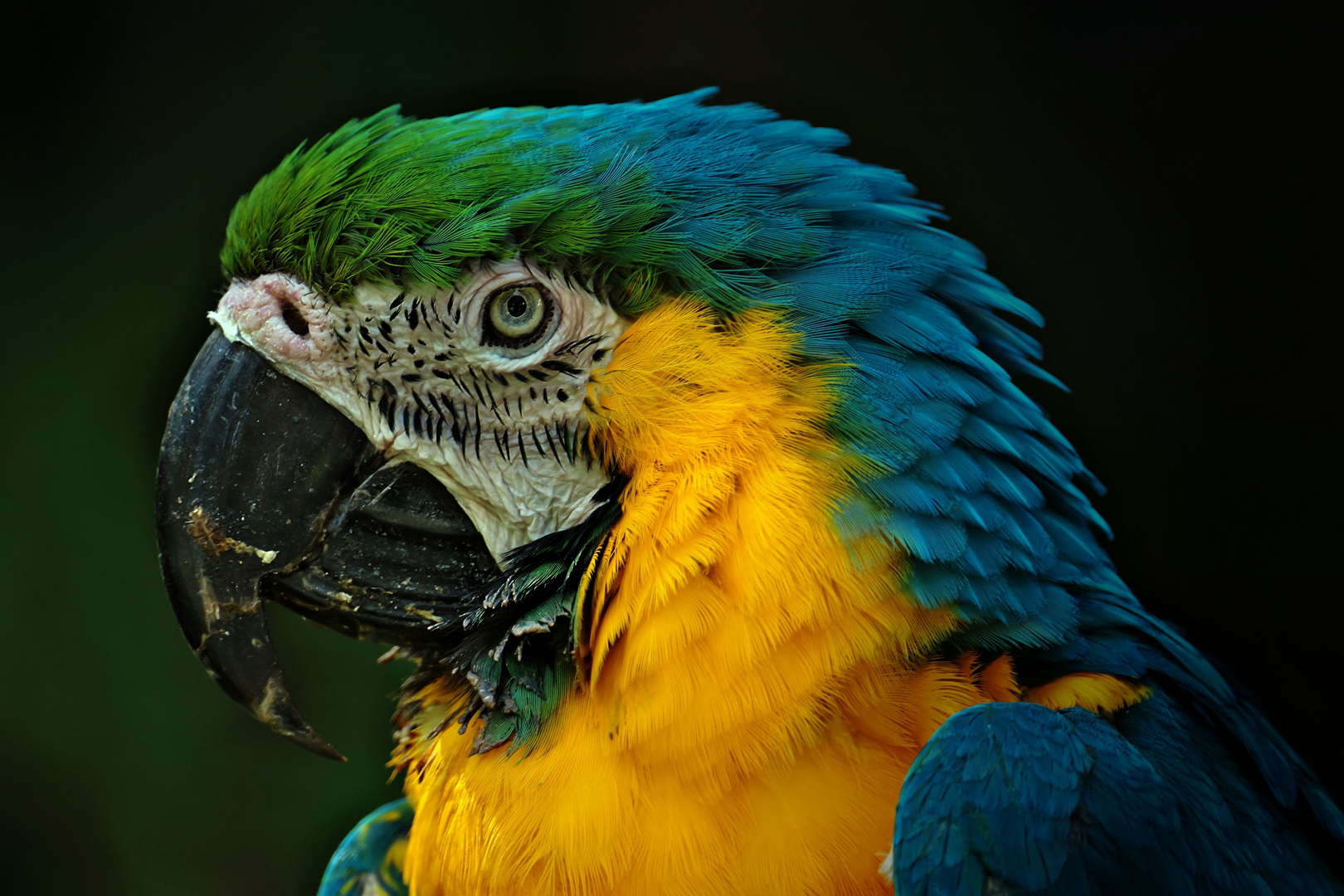 Papagei_2 Foto & Bild | tiere, zoo, vögel Bilder auf fotocommunity