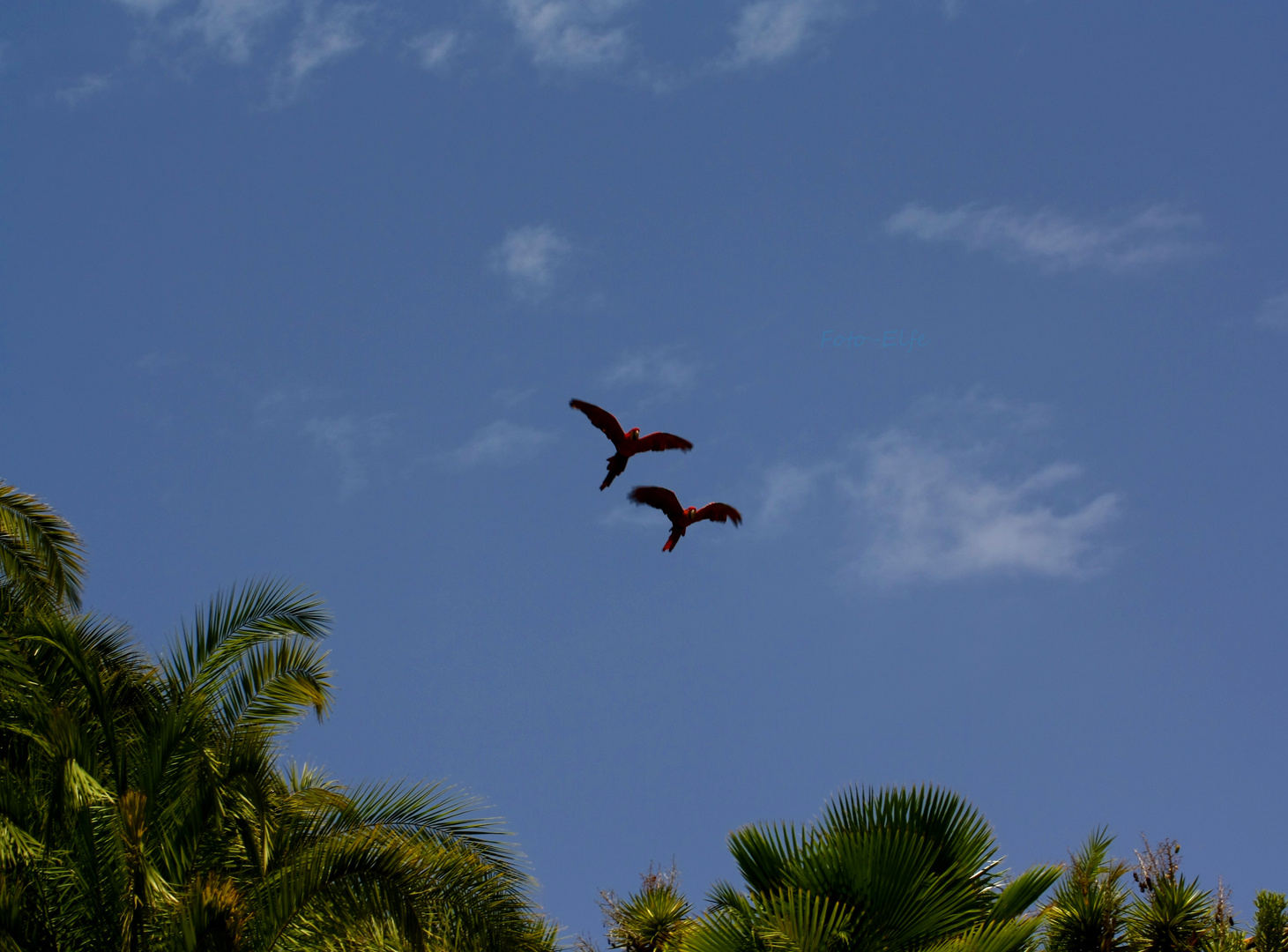 Papageie fliegen um die Oase vom Palmitos Park