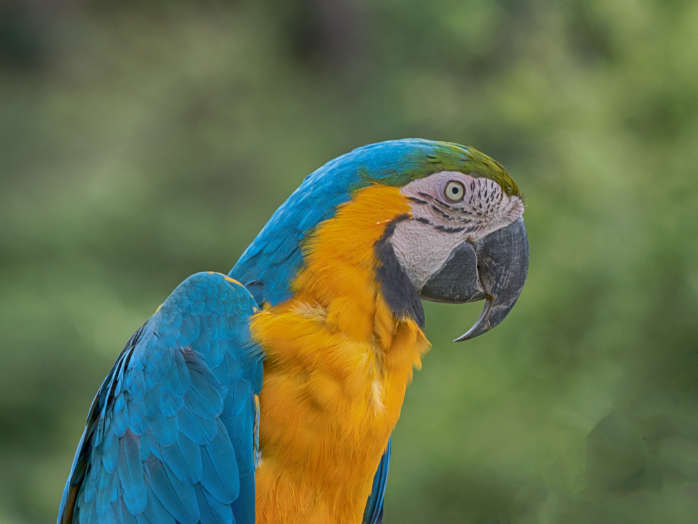 Papageien Foto & Bild | tiere, zoo, wildpark & falknerei, vögel Bilder
