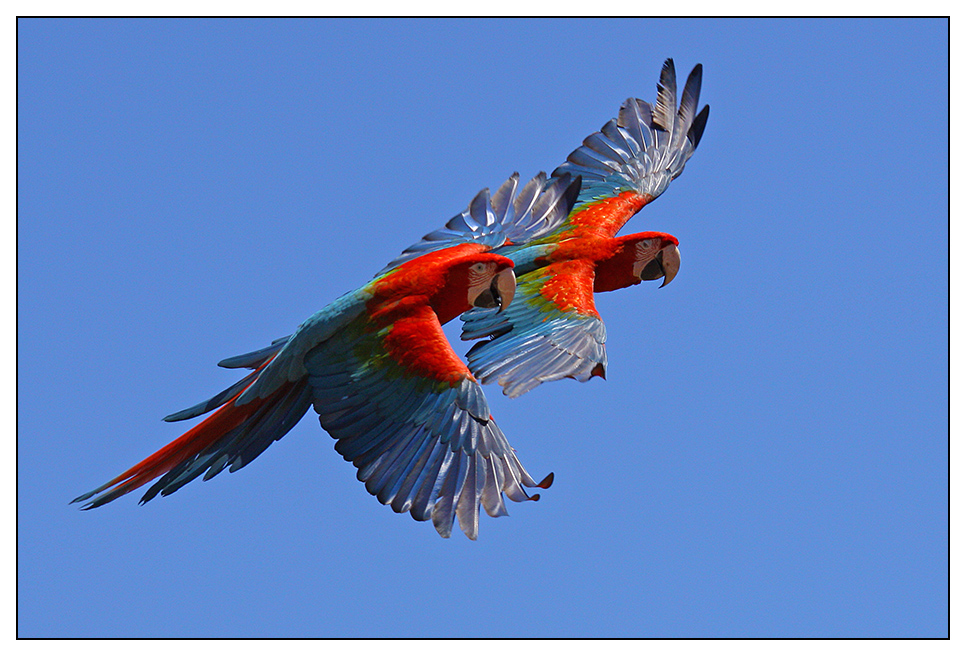 Papageien 5 Foto & Bild | tiere, zoo, wildpark & falknerei, vögel
