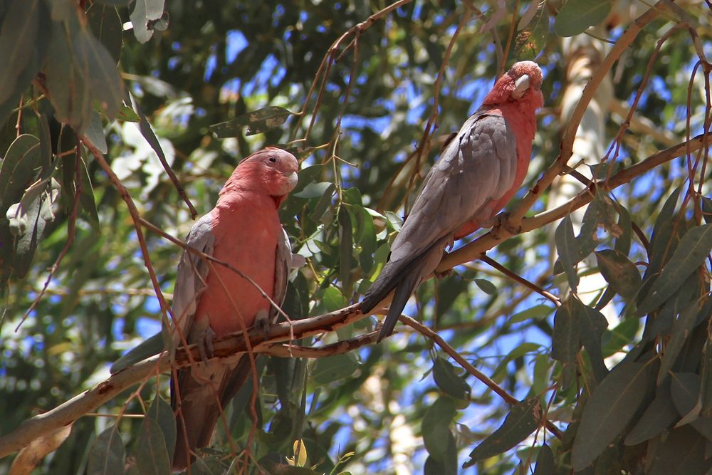 Papageien Australien 