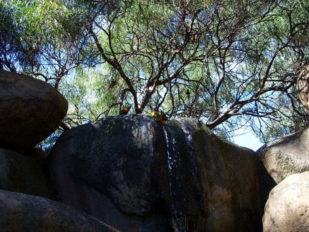 Papageien beim Baden