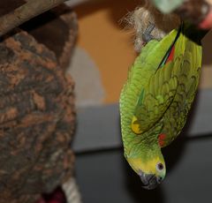 Papageien-Fledermaus