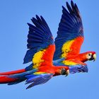Papageien-Formationsflug, Bild 2