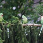 Papageien im Garten mitten in Köln